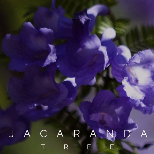 Jacaranda Album Art